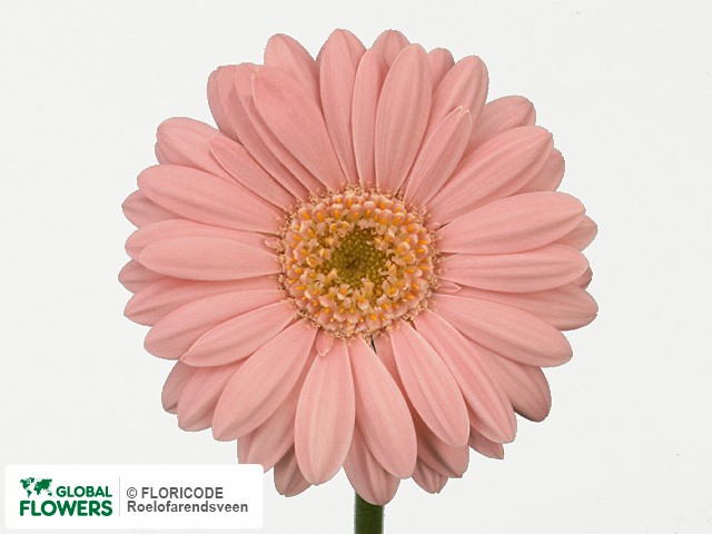 Photo Gerbera mini 'Rosta'.