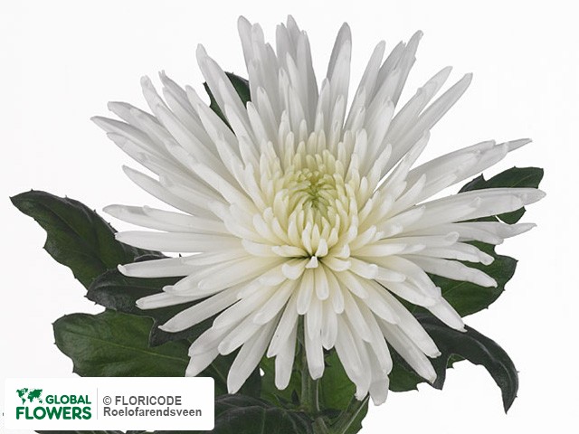 Photo Chrysanthemum (Indicum Grp) geplozen 'Anastasia'.