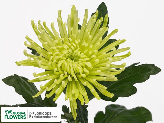 Photo Chrysanthemum (Indicum Grp) geplozen 'Anastasia Lime'.