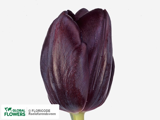 Photo Tulipa (Triumph Grp) 'Black Jack'.