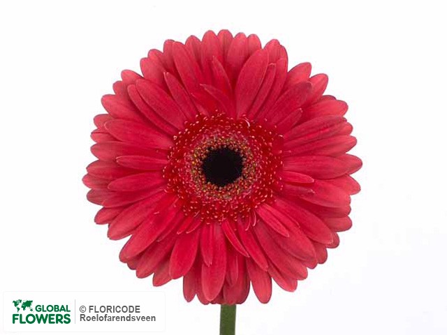 Photo Gerbera grootbloemig 'Cooldown'.