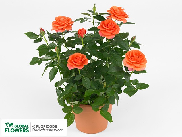 Photo Rosa Orange Star.