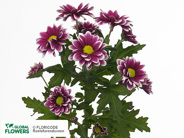 Photo Chrysanthemum (Indicum Grp) tros 'Handsome'.