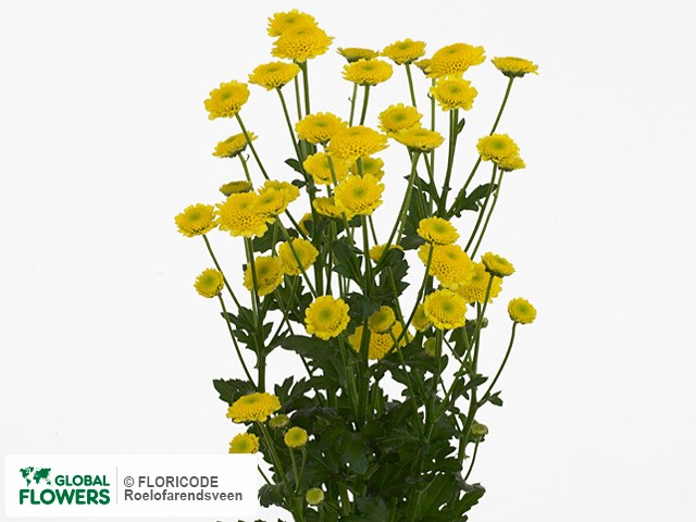 Photo Chrysanthemum (Indicum Grp) tros santini Cyril Yellow.