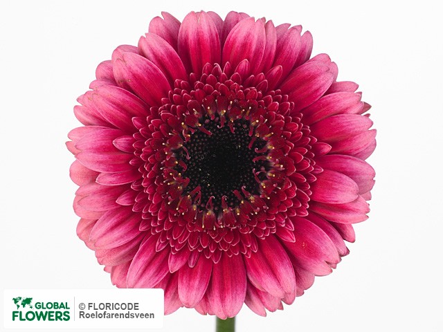 Photo Gerbera mini 'Audrey'.