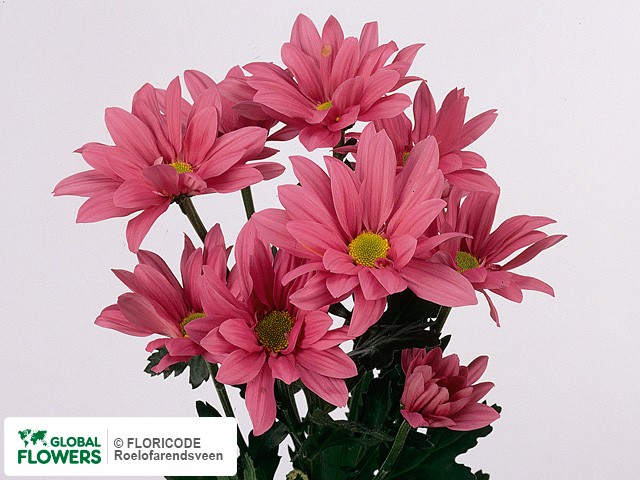 Photo Chrysanthemum (Indicum Grp) tros 'Asenka'.