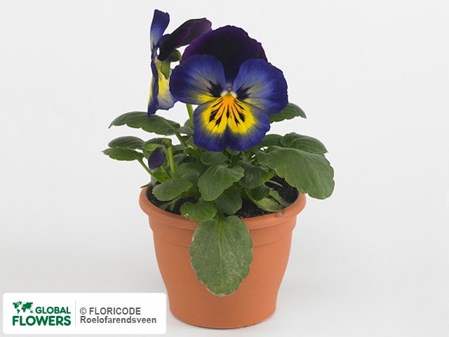 фото Viola x wittrockiana 'Matrix Midnight Glow'