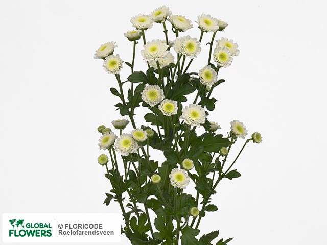 Photo Chrysanthemum (Indicum Grp) tros santini Cyril.