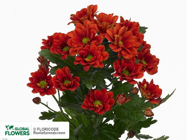 Photo Chrysanthemum (Indicum Grp) tros 'Managua'.