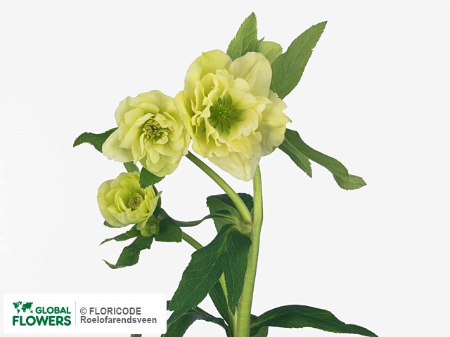Photo Helleborus orientalis 'Queens Double Yellow' Helleborus orientalis 'Queens Double Yellow'