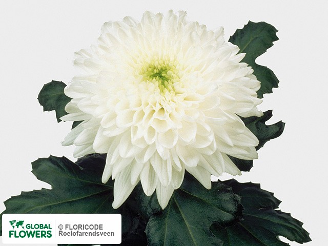 Photo Chrysanthemum (Indicum Grp) geplozen 'Resolute'.