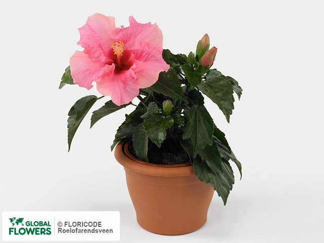 Photo Hibiscus rosa-sinensis 'Caribbean'.