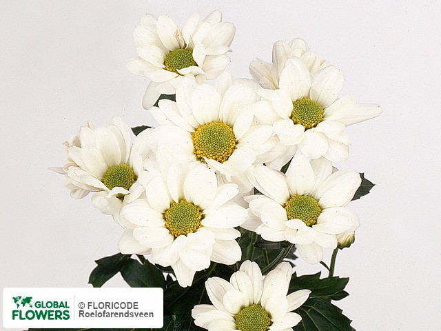 Photo Chrysanthemum (Indicum Grp) tros santini 'Ruth White'.