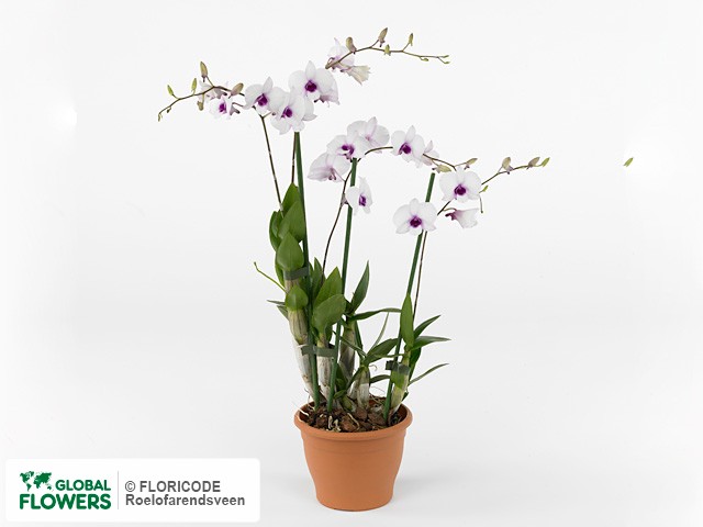 Photo Dendrobium compactum Dancingflora White Star.