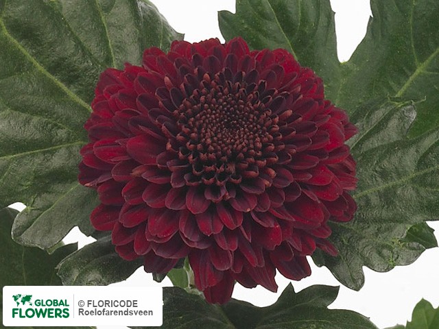 Photo Chrysanthemum (Indicum Grp) geplozen Kiev Dark.