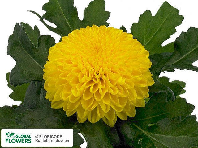 Photo Chrysanthemum (Indicum Grp) geplozen Chenita.