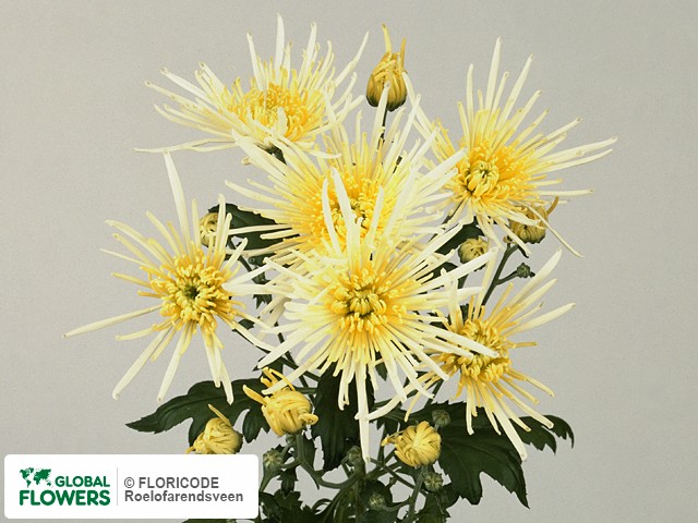 Photo Chrysanthemum (Indicum Grp) tros 'White Spider'.