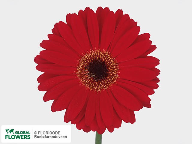 Photo Gerbera grootbloemig Shania.