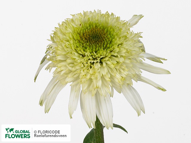 Фото вида Эхинацея пурпурная "White Double Delight".