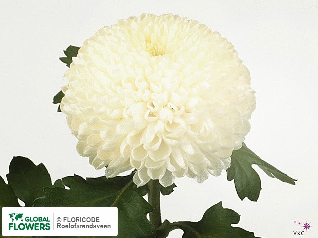 Photo Chrysanthemum (Indicum Grp) geplozen 'Ping Pong'.