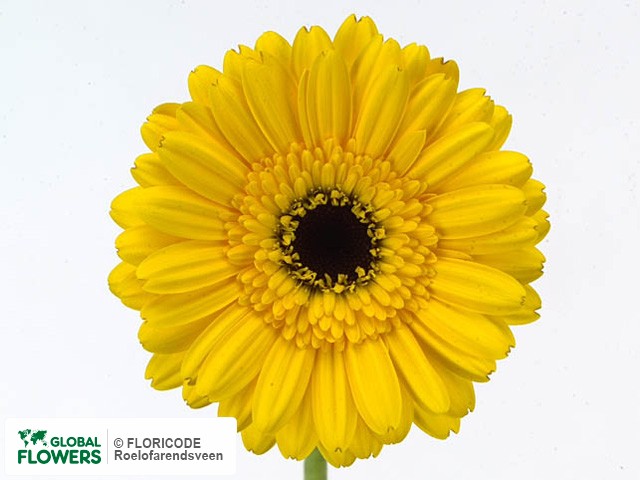 Photo Gerbera mini 'Prairie'.