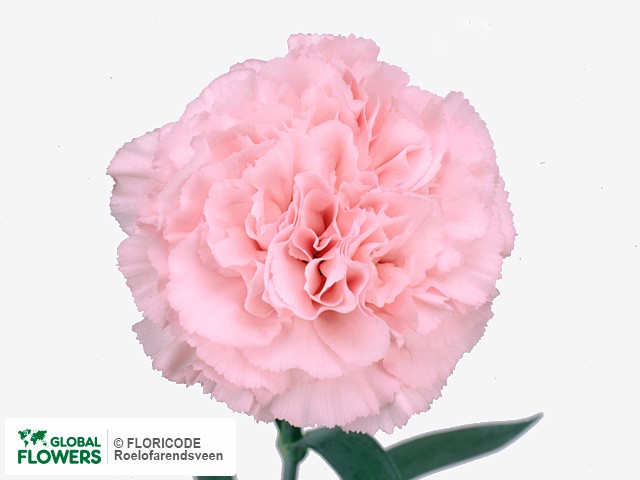 Photo Dianthus standaard 'Opera'.