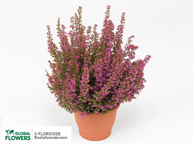 Фото вида Эрика изящная "Beauty Queen Elisabeth".