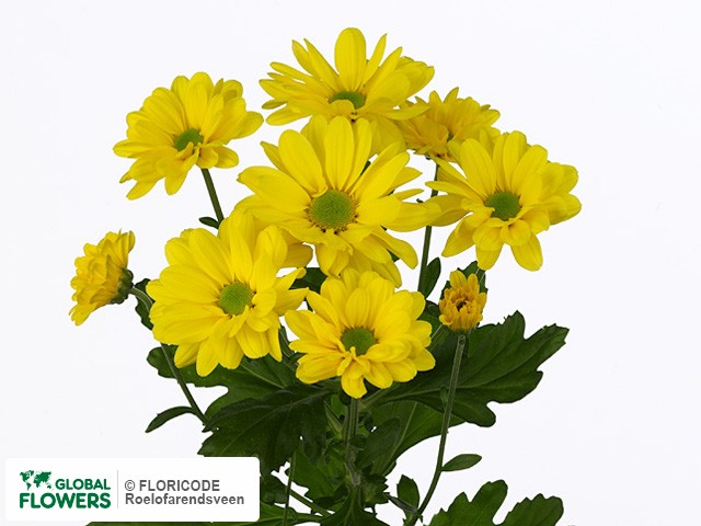 Photo Chrysanthemum (Indicum Grp) tros Savanna.