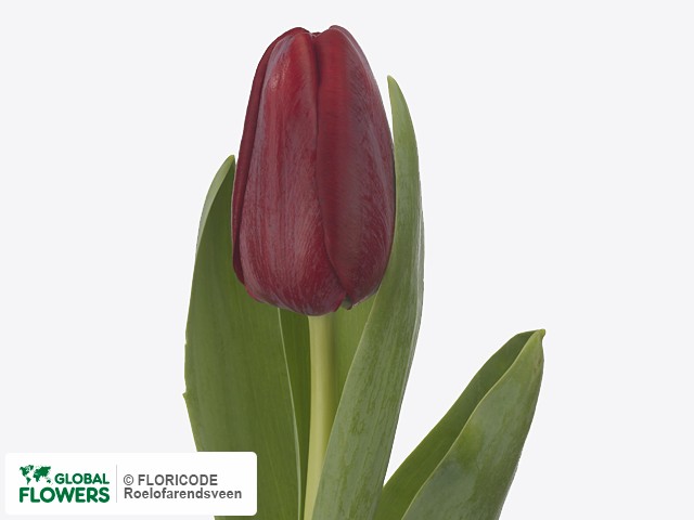 Photo Tulipa (Triumph Grp) 'Ile de Hollande'.