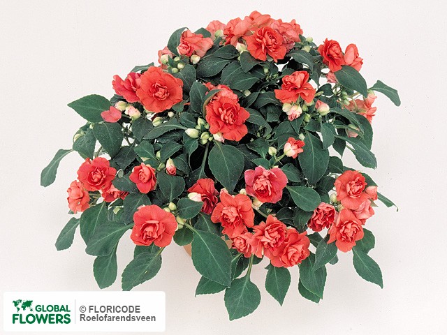 Фото вида Недотрога Уоллера "Fiesta Coral Bells".
