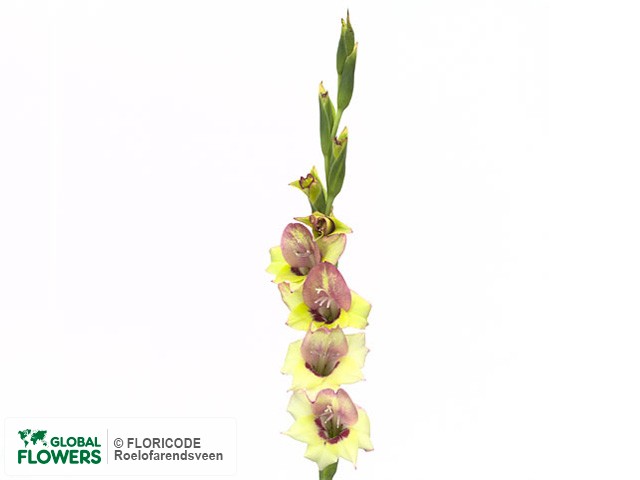 Photo Gladiolus (Small-flowered Grp) 'Flevo Kosmic'.