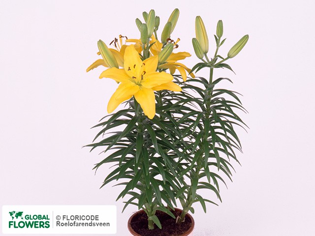 Photo Lilium (Asiatic Grp) 'Yellow Pixie'.