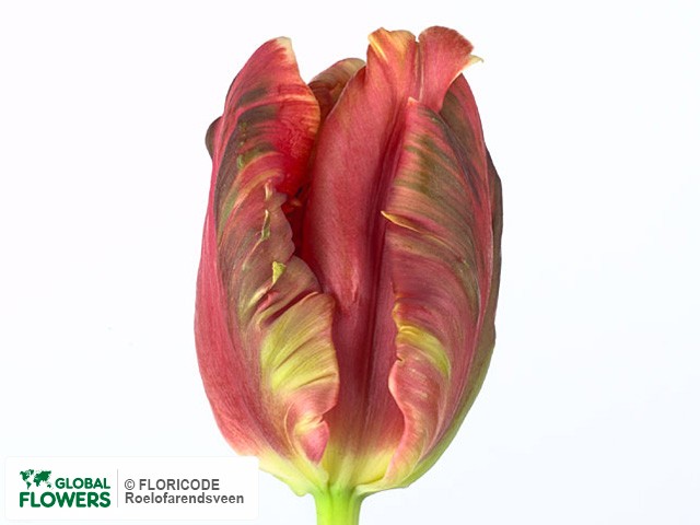 Photo Tulipa (Parrot Grp) 'Lucky Parrot'.