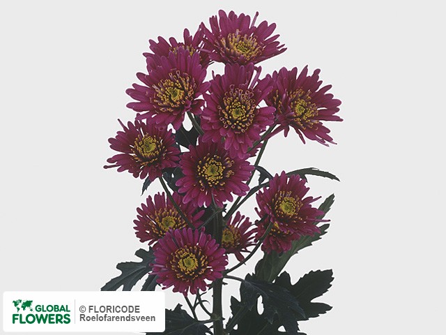 Photo Chrysanthemum (Indicum Grp) tros 'Troyes'.