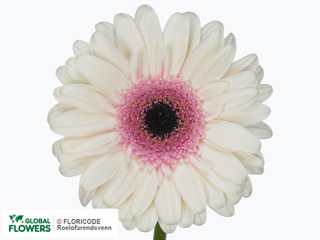 Photo Gerbera grootbloemig Terra Tambourin.