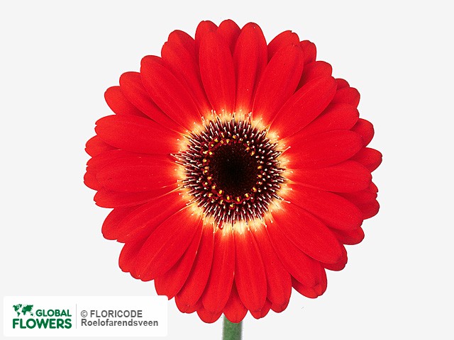 Photo Gerbera mini Ace.