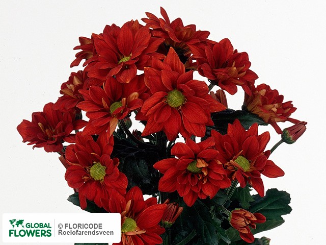 Photo Chrysanthemum (Indicum Grp) tros 'Managua Red'.