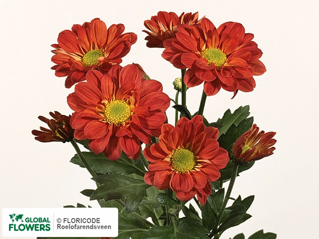 Photo Chrysanthemum (Indicum Grp) tros Reagan Red.