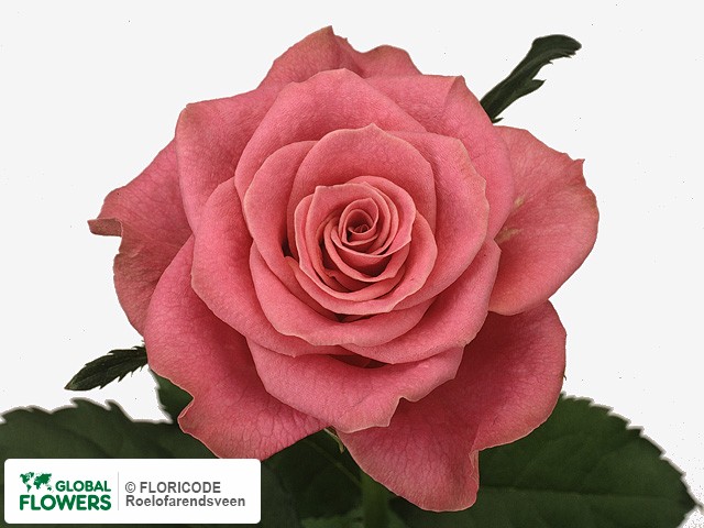 Photo Rosa grootbloemig Royal Prophyta.