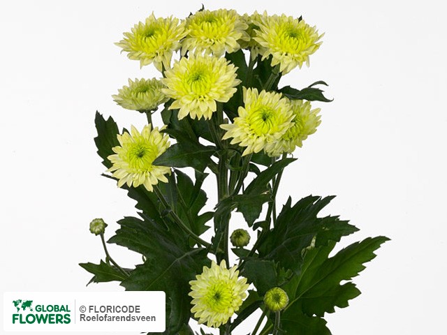 Photo Chrysanthemum (Indicum Grp) tros 'Ibis Lime'.