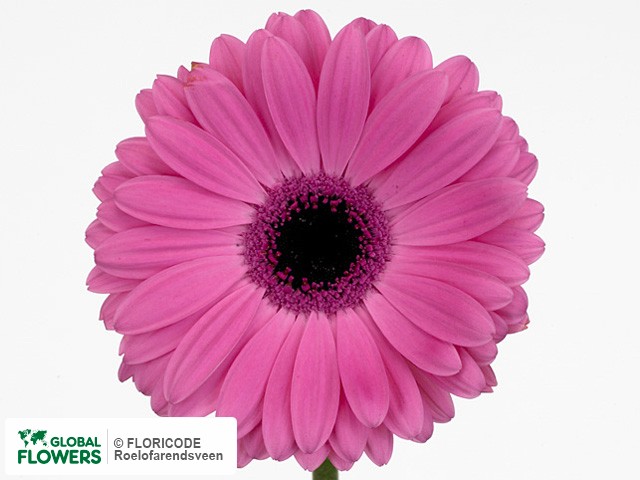 Photo Gerbera grootbloemig 'Westcoast'.