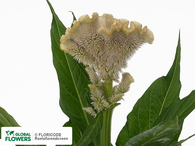 Photo Celosia argentea (Cristata Grp) 'Martine Apricot'.