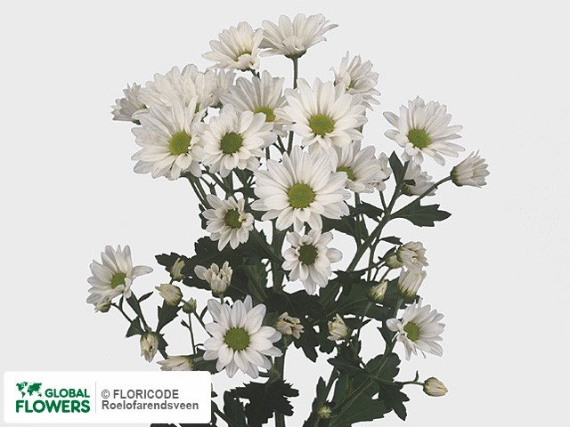 Photo Chrysanthemum (Indicum Grp) tros Delilah White.