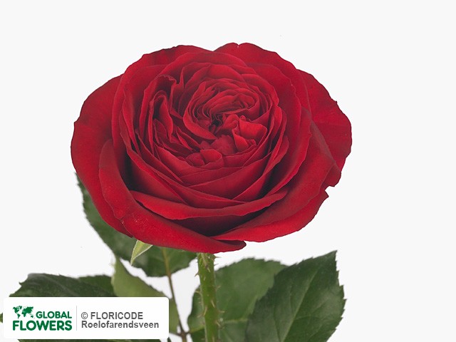 Фото вида Роза крупноцветковая "Matador".
