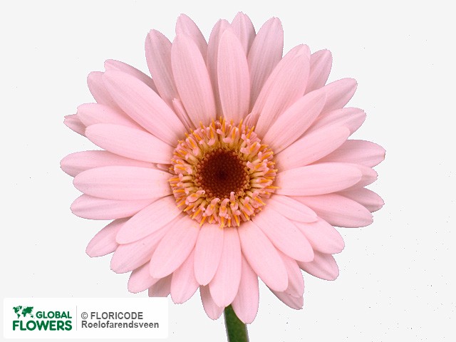 Photo Gerbera mini 'Eleanor'.