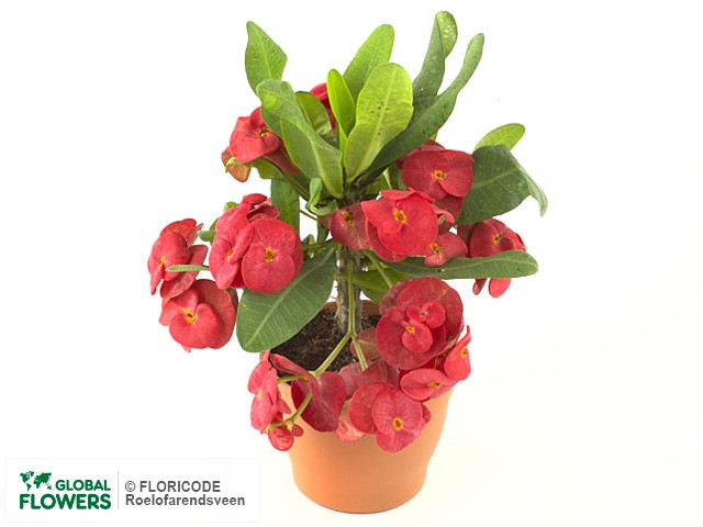 Photo Euphorbia (Milii Grp) 'Solo Red'.