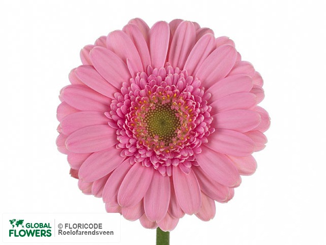 Photo Gerbera mini 'Minardi'.