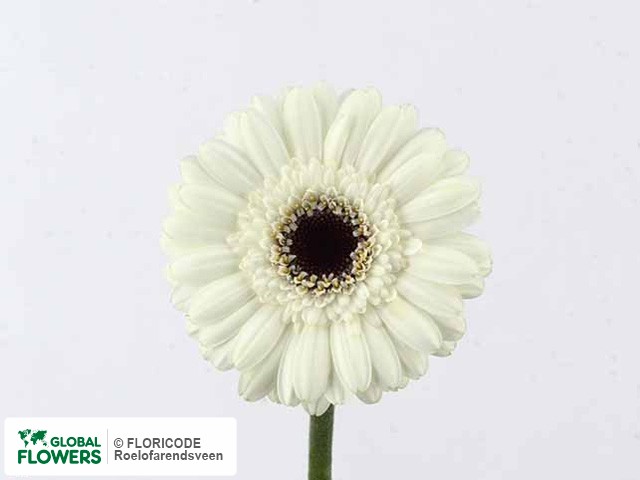 Photo Gerbera mini 'Ice Baby'.
