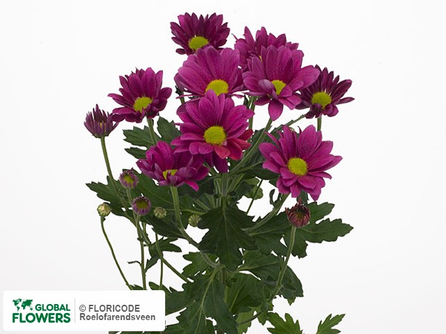 Photo Chrysanthemum (Indicum Grp) tros 'Streamer Splendid'.