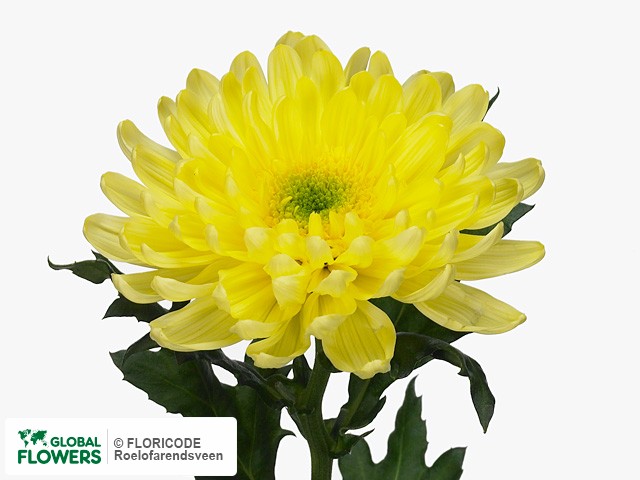 Фото вида Хризантема одноголовая "Galactica Yellow".